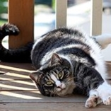 chat American shorthair
